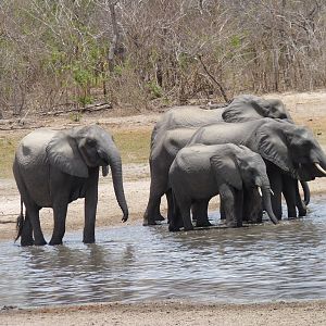 Elephants in Tanzania