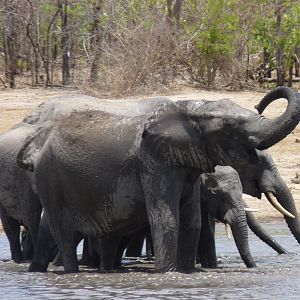 Elephants in Tanzania