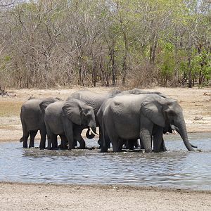 Elephants in Tanzania