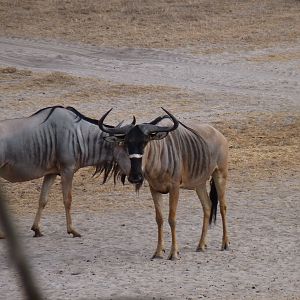 Nyasaland Gnu in Tanzania