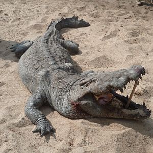 Hunting Croc in Tanzania