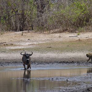 Nyasaland Gnu in Tanzania