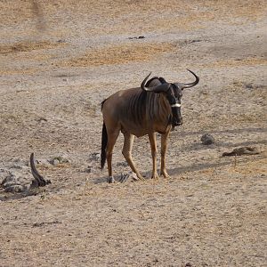 Nyasaland Gnu in Tanzania