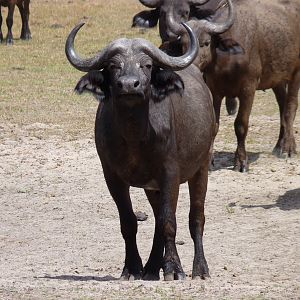 Cape Buffalo in Tanzania