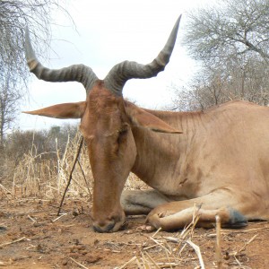 19" Coke hartebeest hunted in Tanzania