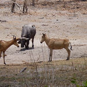 Hunting in Tanzania