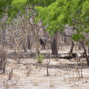 Cape Buffalo in Tanzania