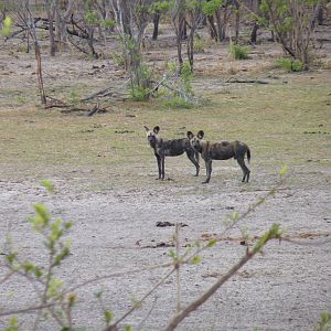 Wild Dogs in Tanzania