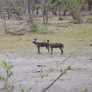 Wild Dogs in Tanzania