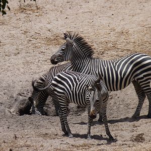 Zebras in Tanzania