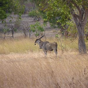 East African Eland in Tanzania