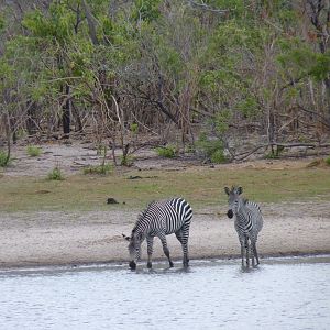 Zebras in Tanzania