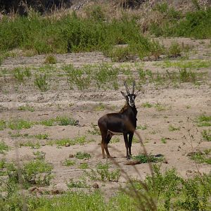 Sable in Tanzania