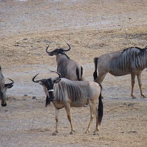 Nyasaland Gnu in Tanzania