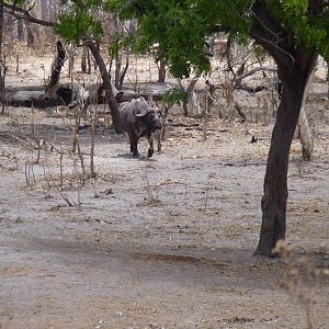 Cape Buffalo in Tanzania