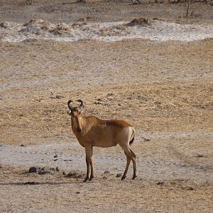 Hunting Hartebeest in Tanzania