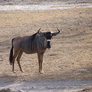 Nyasaland Gnu in Tanzania