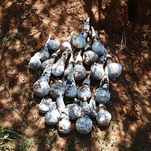 Omajowa termite hill mushrooms Namibia