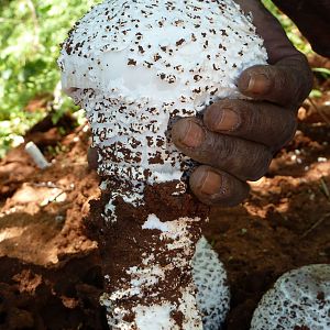 Omajowa termite hill mushrooms Namibia