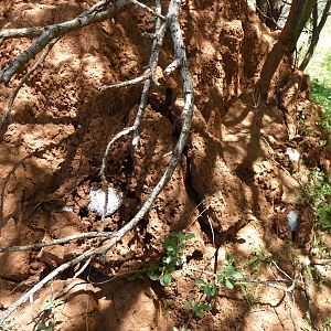 Omajowa termite hill mushrooms Namibia