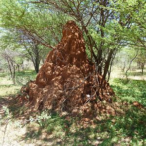 Omajowa termite hill mushrooms Namibia