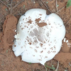 Omajowa termite hill mushrooms Namibia