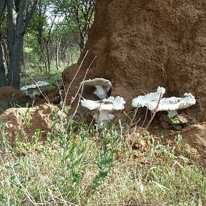 Omajowa termite hill mushrooms Namibia