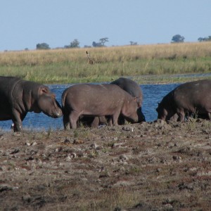 Hippos Chobe