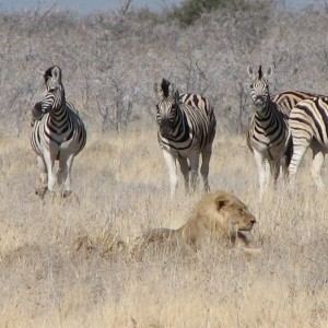 Lion Etosha Namibia