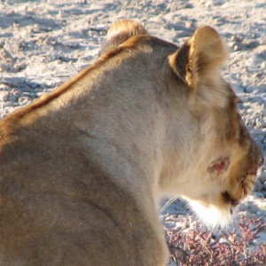 Lioness Etosha Namibia