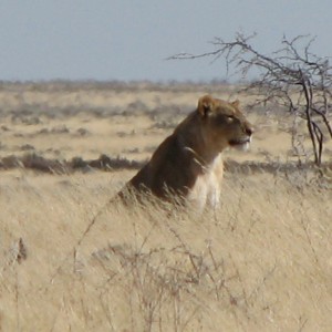 Lioness Etosha Namibia