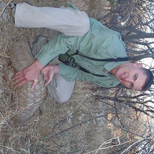 Giant Pangolin Namibia