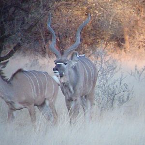 Greater Kudu Rut in Namibia