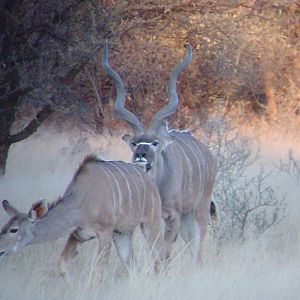 Greater Kudu Rut in Namibia