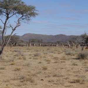 Hunting Giraffe in Namibia