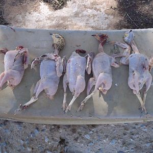 Plucked Sandgrouse