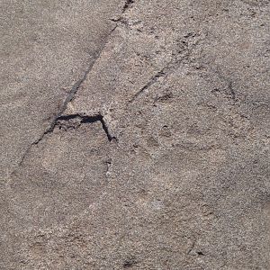 Lion print in the rock in Namibia