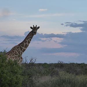 Giraffe in Namibia