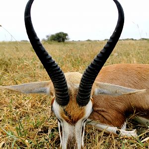 Springbok Hunting South Africa