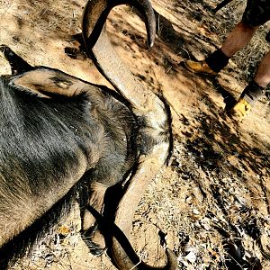 South Africa Hunt Cape Buffalo