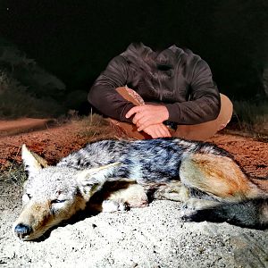 Jackal Hunt South Africa