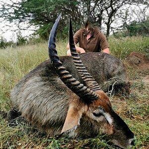 South Africa Hunting Waterbuck