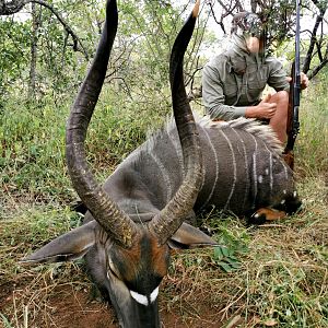 Hunt Nyala in South Africa