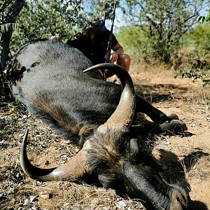 South Africa Hunt Cape Buffalo Cow