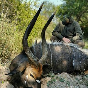 Hunting Nyala in South Africa