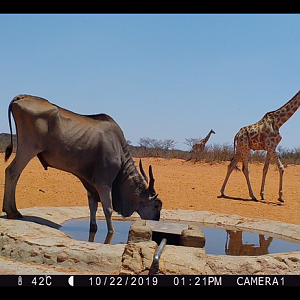 Namibia Trail Cam Pictures Eland & Giraffe