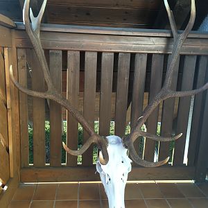 Red Stag European Skull Mount