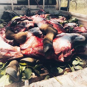 Asiatic Water Buffalo Hunting Australia