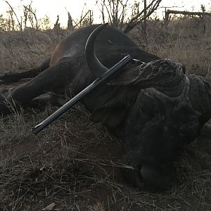 South Africa Hunt Buffalo