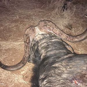 Hunting Buffalo in South Africa